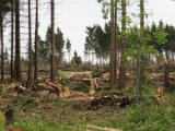 2022-05-20 - Tornado beim Sturmtief Emmelinde Solling - Steinlade bis Gehren (66)